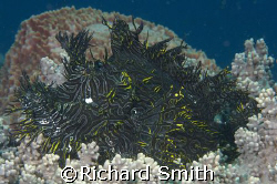 Lacy Scorpionfish (Rhinopias aphanes) sitting prominently... by Richard Smith 
